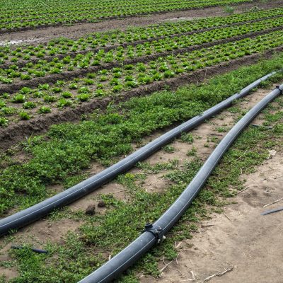 Planted agriculture land and pipe for watering. Iceberg lettuce plants.